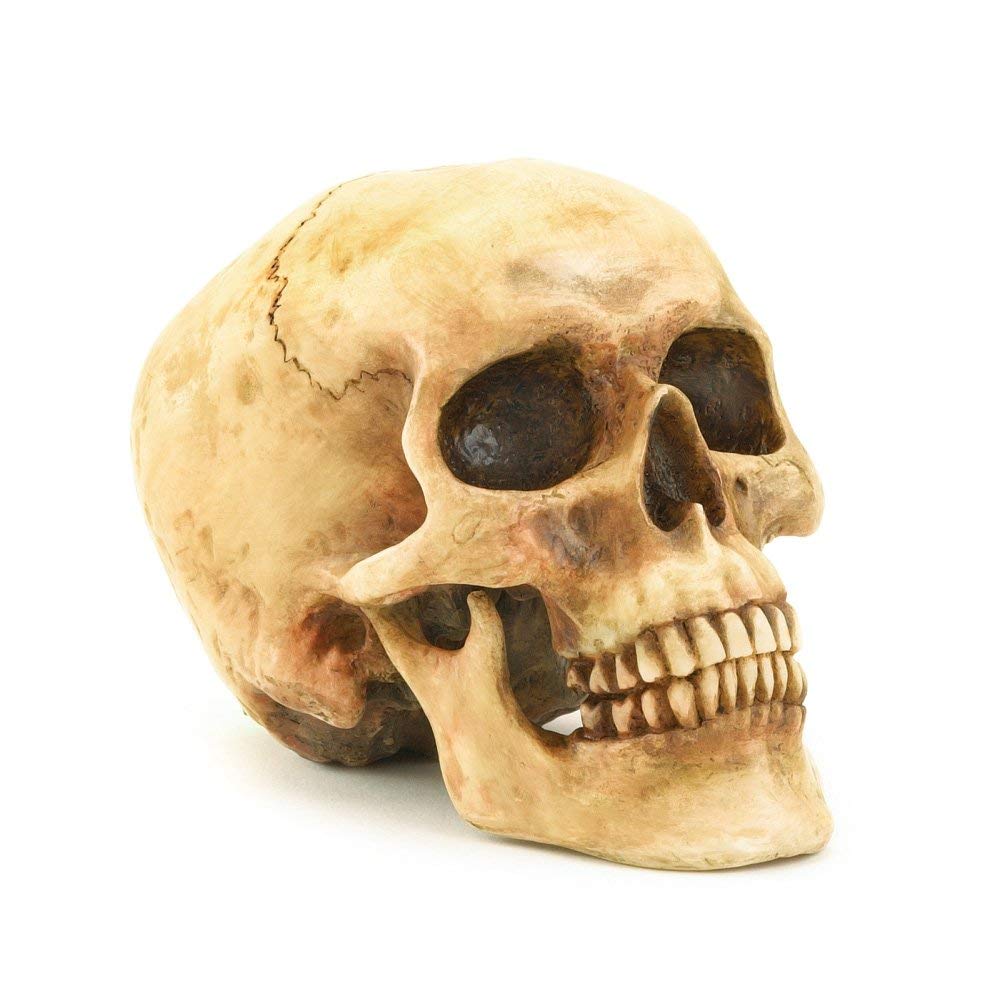 skull of law skull of law